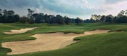 Loblolly #7