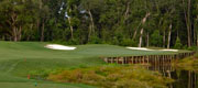 Dogwood #17